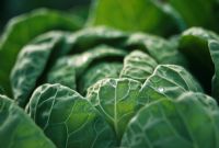 Brassica - Brussel sprouts 'Diablo'