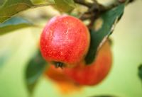 Malus 'Marshall Oyama' - Crab apples