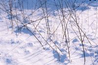 Snow covering undergrowth and dead perennials in winter