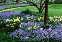 Scilla and Narcissus in spring at Benington Lordship in Herfordshire