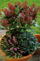 Winter container with Skimmia japonica 'Rubella', Erica darlyensis 'Kramers Rote' and Euphorbia martinii 'Rubra' 