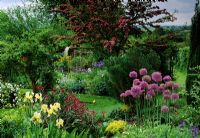 Cottage garden with Allium aflatunense and Iris at Snape Cottage in Dorset