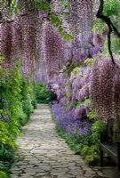 Stone path with Wisteria and Bluebell in late spring at Weinheim in Germany