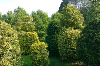Ilex - Holly topiary at Highfield Hollies, Hampshire