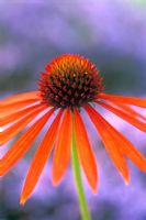 Echinacea 'Arts Pride' - Cone Flower 