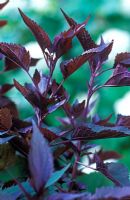 Eupatorium rugosum album 'Chocolate' - syn Ageratina altissima - White Snakeroot 