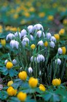 Galanthus nivalis 'Flore Pleno' - Snowdrops with Eranthis hyemalis - Winter Aconites 