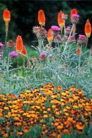 Hot summer border with Cynara cardunculus - Cardoon, Helenium 'Sahins Early Flowerer', Kniphofia 'Prince Igor' - Torch Lily  