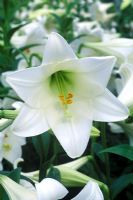 Lilium longiflorum - Lily 