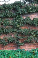 Malus domestica 'Darcy Spice' - Apple tree espalier against wall