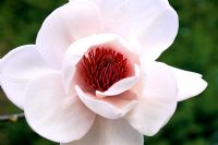 Closeup of Magnolia sargentiana 'Robusta'