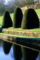 Topiary, clipped cones of Taxus - Yew reflected in the lower pool at the gardens of Mapperton, Dorset.
