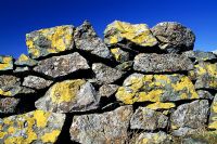 Lichen growing on a Dry Stone Wall in Cumbria against a vivid blue sky.
