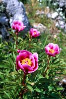 Paeonia broteroi - Wild Peonies in Andalucia, South Spain