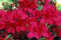 Rhododendron 'Mothers Day' - Azalea 