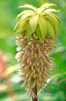 Eucomis bicolor - Pineapple flower 