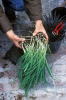 Man potting Galanthus nivalis - Snowdrops in the green in spring 