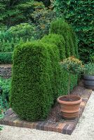 Cedar hedge - Thuja occidentlis 'Smaragd' 