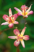 Tricyrtis 'Tojen' - Toad Lily  