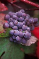 Vitis vinifera 'Purpurea' - Grape Vine 