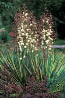 Yucca gloriosa 'Variegata' - Spoonleaf Yucca 