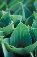 Hosta 'Halcyon' closeup of new leaves in  April