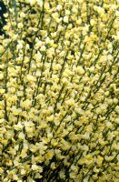 Cytisus x praecox 'Warminster' flowering in April