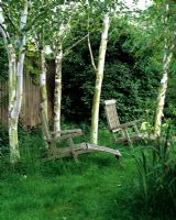 Wooden sunloungers under Betula - Birches