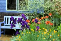 Summer border with Iris, Crambe and Papaver backed by painted garden bench and shed