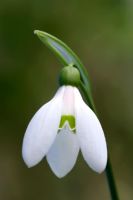 Galanthus woronowii - Snowdrop