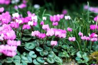 Cyclamen coum flowering in March
