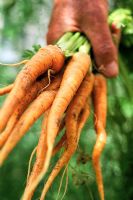 Hand holding freshly harvested Carrots