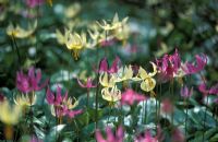 Erythronium revolutum and Erythronium oregonum sulphureum flowering in April 