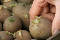 Chitting Potatoes