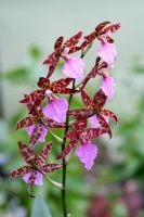 Orchid 'Cambria'
