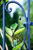 Detail of an ornate blue painted gate with Clematis buds at Barnsley House in Gloucestershire.