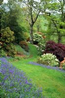 Path through Spring Woodland garden lined with bluebells, Rhododendrons and Spring Shrubs at Sherwood, Devon
