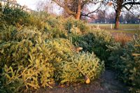 Christmas trees left for recycling on Ealing Common