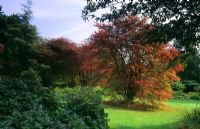 Amelanchier lamarckii in autumn at Savill Gardens, Surrey. 