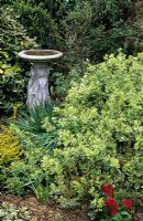 Euonymus fortunei 'Emerald Gaiety' and bird bath at Darges Lane, West Midlands