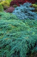 Juniperus squamata 'Blue Carpet' with Picea orientalis 'Procumbens'