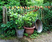Rustic wooden picket fence with pots, containers with shrubs 