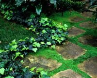 Paving with zig zag Hedera - Ivy