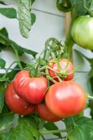 Lycopersicon esculentum - Tomato 'Rose De Berne'