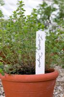 Thymus citriodorus - Lemon Thyme grown in terracotta pot
