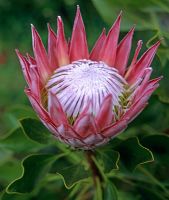 Protea cynaroides  