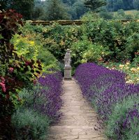 Path edged Lavandula 'Hidcote Blue' along in rose garden.  Polesden Lacey in Guildford, Surrey