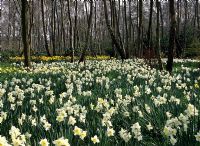Narcissus - Daffodils naturalised in Spring woodland garden, Little Coopers in Hampshire