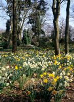 Narcissus - Daffodils naturalised in woodland garden at Little Coopers in Hampshire