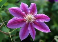 Clematis 'Doctor Ruppel' AGM